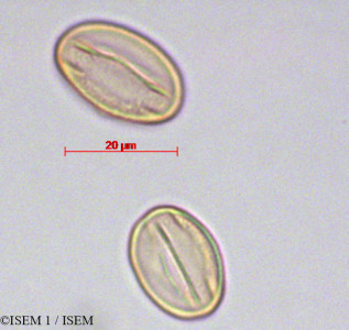 Adenocarpus decorticans - lame n° 29165